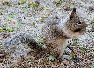 (c) California State Parks